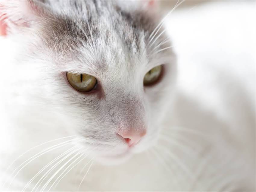 图片 猫咪耳螨的常见诱因及应对方法：彻底病因与专业护理指南.jpg