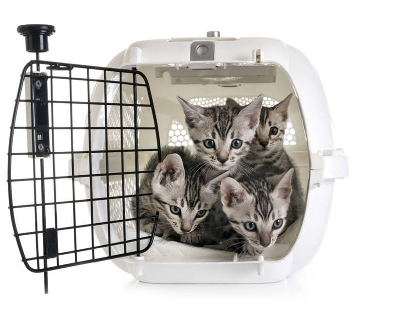 图片 猫咪耳螨的常见诱因及应对方法：彻底病因与专业护理指南1.jpg