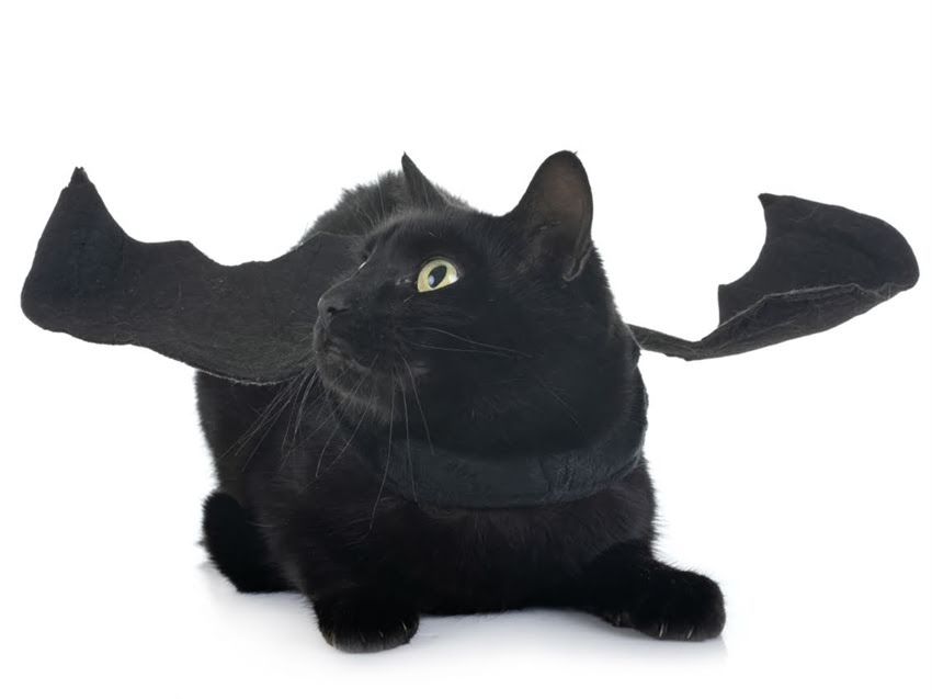 图片 猫咪耳螨的常见诱因及应对方法：彻底病因与专业护理指南2.jpg