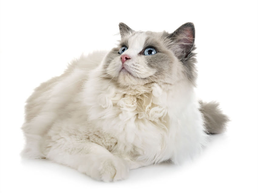 图片 猫咪肉垫发黑是正常吗？黑肉垫背后的健康密码与养护指南（附专业医生建议）.jpg