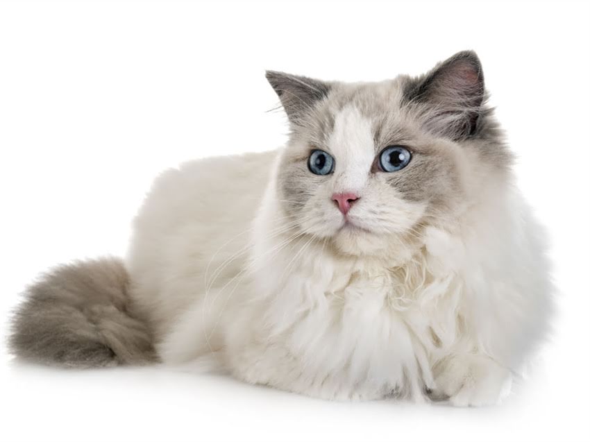 图片 猫咪肉垫发黑是正常吗？黑肉垫背后的健康密码与养护指南（附专业医生建议）1.jpg