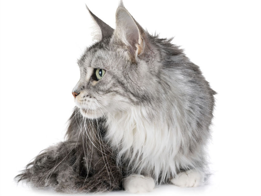 图片 猫咪肌肉注射部位及操作指南：全面注射注意事项与正确方法.jpg