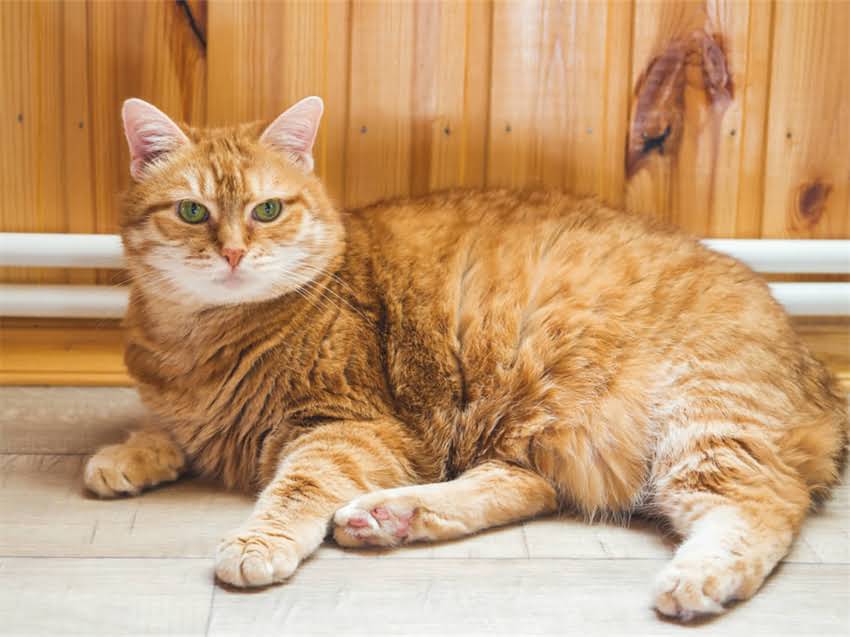 图片 猫咪肌肉注射部位及操作指南：全面注射注意事项与正确方法1.jpg