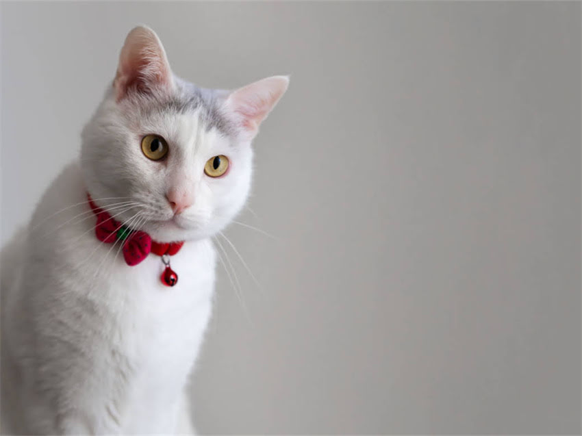 图片 猫咪肌肉注射部位及操作指南：全面注射注意事项与正确方法2.jpg