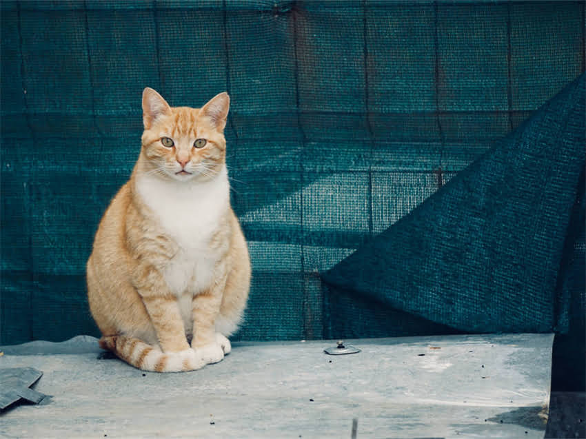 图片 猫咪肠炎不吃饭怎么办？专业兽医教你紧急处理与预防指南（附护理要点）1.jpg