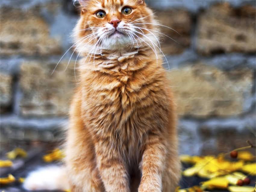 图片 猫咪肠炎必做5大检查清单！附检查流程+费用+护理指南2.jpg