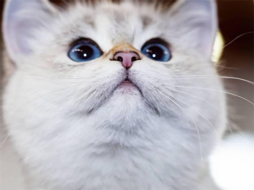 图片 猫咪肠胃炎家庭护理与专业救治指南：症状识别、紧急处理及预防措施全.jpg