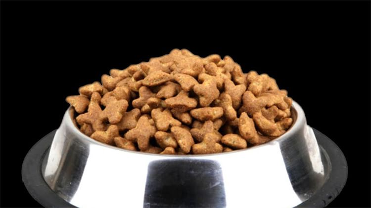 图片 猫咪肠胃炎家庭护理与专业救治指南：症状识别、紧急处理及预防措施全1.jpg