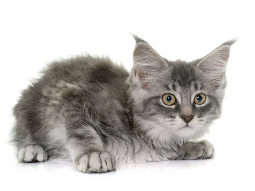 图片 猫咪肠胃炎家庭护理与专业救治指南：症状识别、紧急处理及预防措施全2.jpg