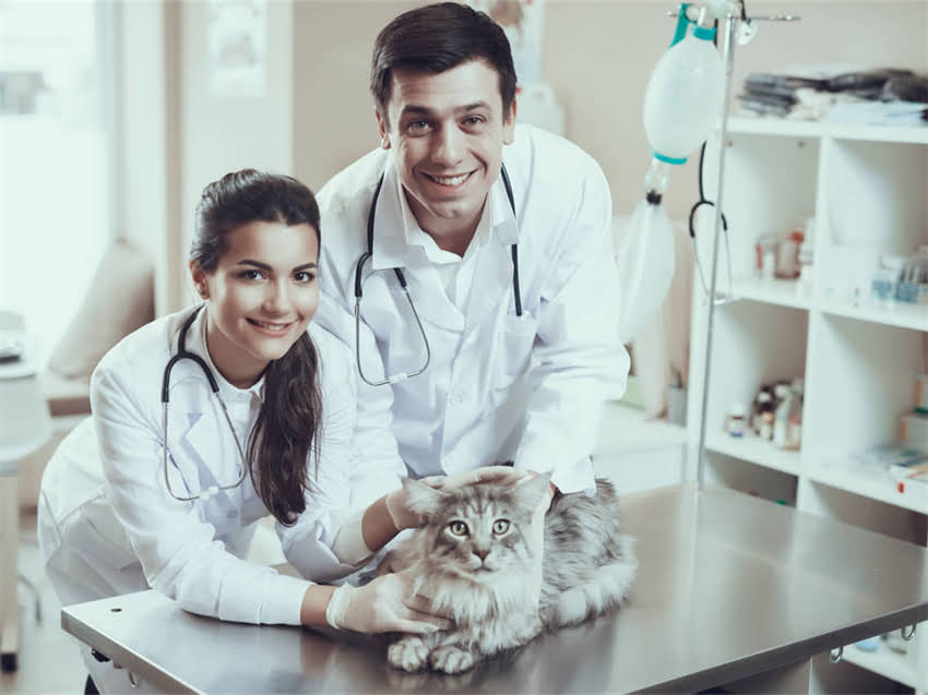 图片 猫咪肠胃炎紧急处理指南：5大家庭护理法+兽医专业建议.jpg