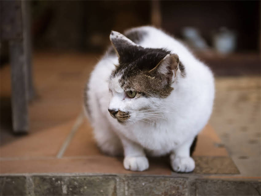 图片 猫咪胃肠炎全攻略：症状识别+家庭疗法+专业治疗，家长必看2.jpg