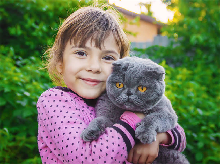 图片 猫咪胆小不亲人怎么办？3步训练法提升猫咪胆量（附详细教程）.jpg