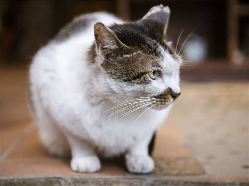 图片 猫咪胆小不亲人怎么办？3步训练法提升猫咪胆量（附详细教程）2.jpg