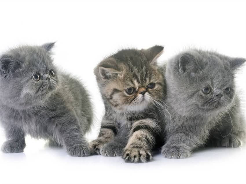 图片 猫咪能不能吃火腿肠？科学解答小猫咪的饮食禁忌与营养指南.jpg