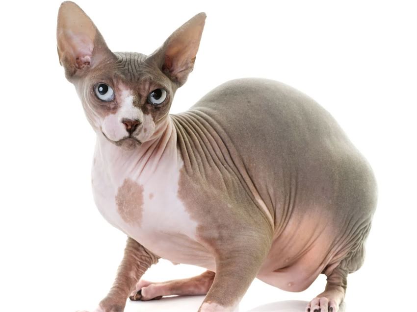 图片 猫咪能不能吃火腿肠？科学解答小猫咪的饮食禁忌与营养指南1.jpg