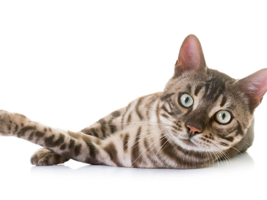 图片 猫咪能吃什么水果？权威清单+营养+安全指南2.jpg