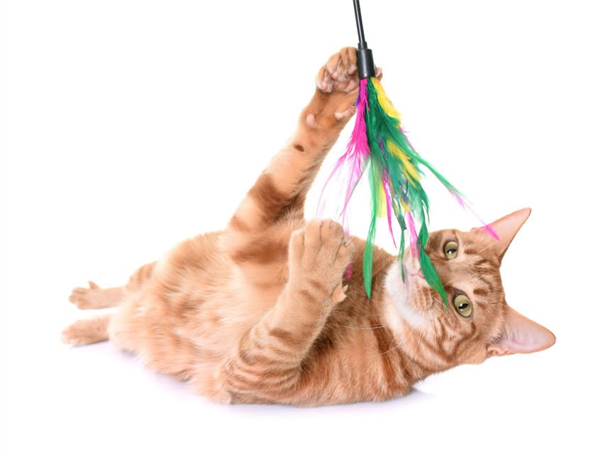图片 猫咪能吃羊奶粉吗？干羊奶粉拌猫粮的3大好处与4个注意事项（附正确喂养指南）1.jpg