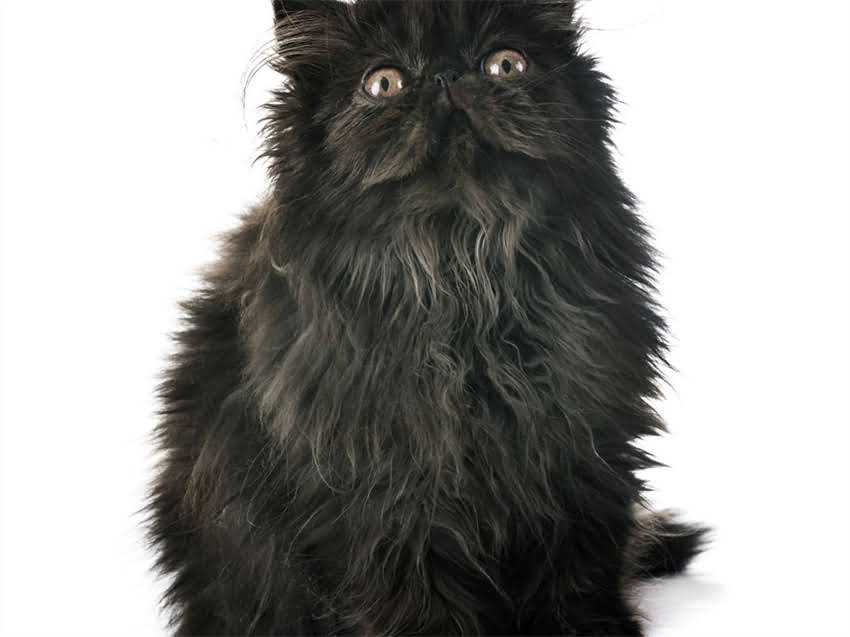 图片 猫咪能吃鸡胸肉吗？注意事项与喂养指南1.jpg