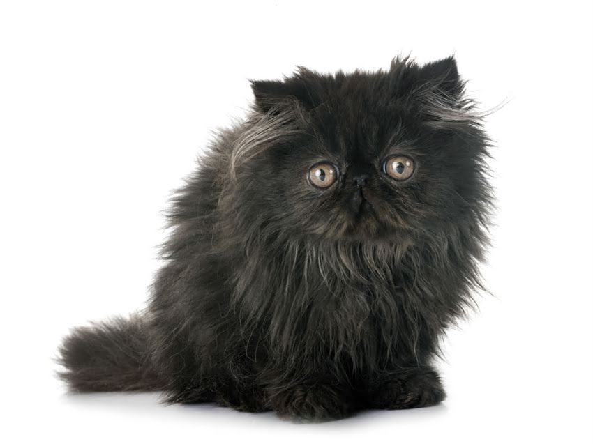 图片 猫咪能吃鸡胸肉吗？注意事项与喂养指南2.jpg