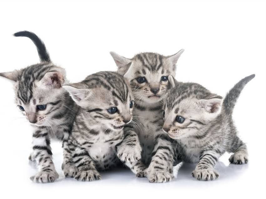 图片 猫咪能吃鸡蛋黄吗？营养与风险全，附正确喂食指南（附权威解答）.jpg