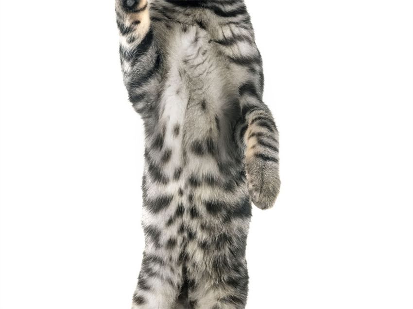 图片 猫咪能用灭虫宁吗？详细指南+安全使用技巧，养宠必看！.jpg