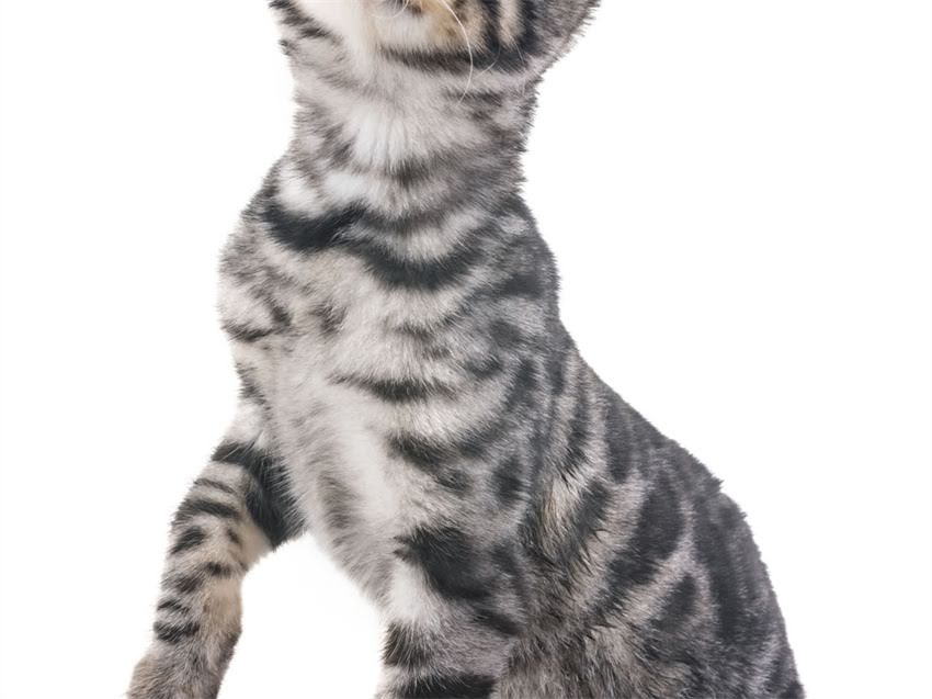 图片 猫咪能用灭虫宁吗？详细指南+安全使用技巧，养宠必看！1.jpg