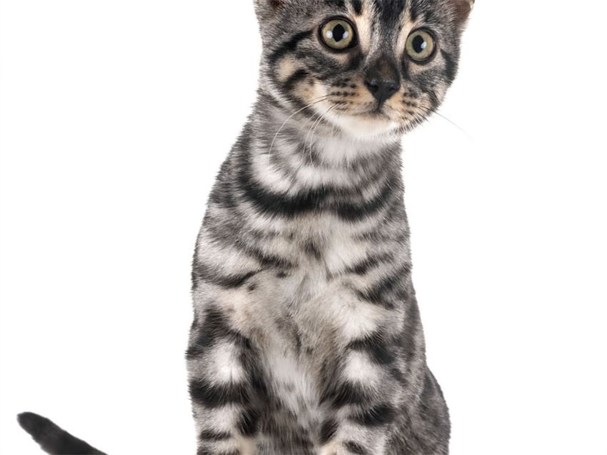 图片 猫咪能用灭虫宁吗？详细指南+安全使用技巧，养宠必看！2.jpg