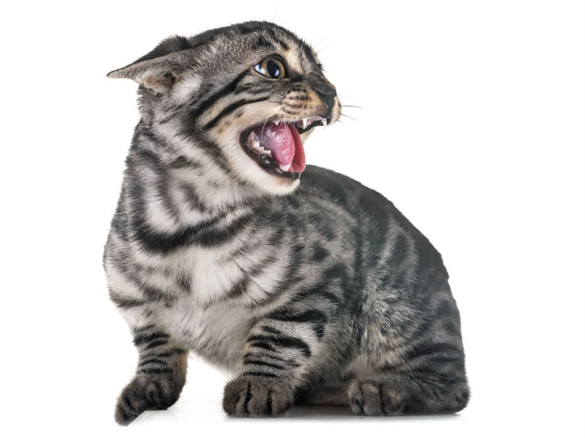 图片 猫咪脚底毛怎么剪？5步详细教程+注意事项，附上剪毛工具推荐.jpg