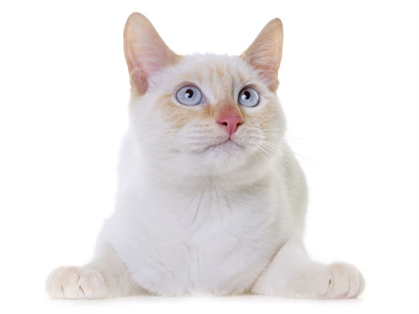 图片 猫咪血常规检查费用全：不同项目价格表+检查必要性+结果解读指南.jpg