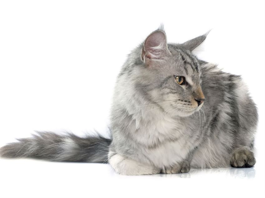 图片 猫咪被猫抓伤后需要打疫苗吗？全面猫抓热预防与伤口处理指南1.jpg