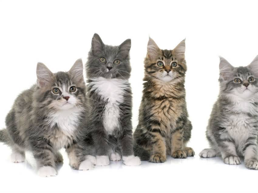 图片 猫咪误食发霉猫粮中毒怎么办？5大紧急处理步骤+中毒症状识别指南1.jpg