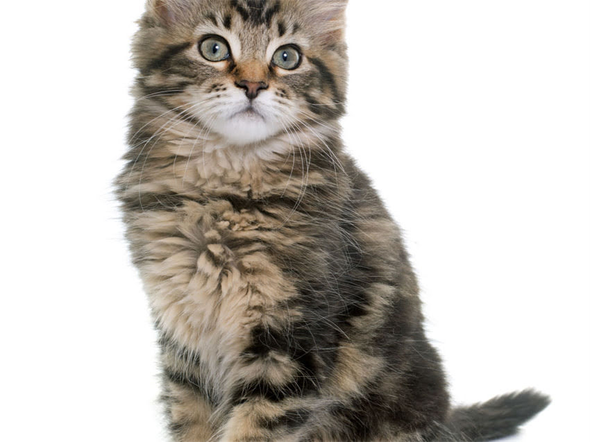 图片 猫咪误食发霉猫粮中毒怎么办？5大紧急处理步骤+中毒症状识别指南2.jpg