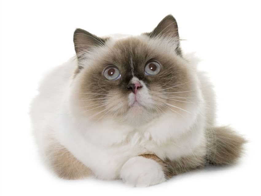 图片 猫咪误食老鼠药紧急处理指南：中毒症状识别+3步急救法+预防措施全1.jpg