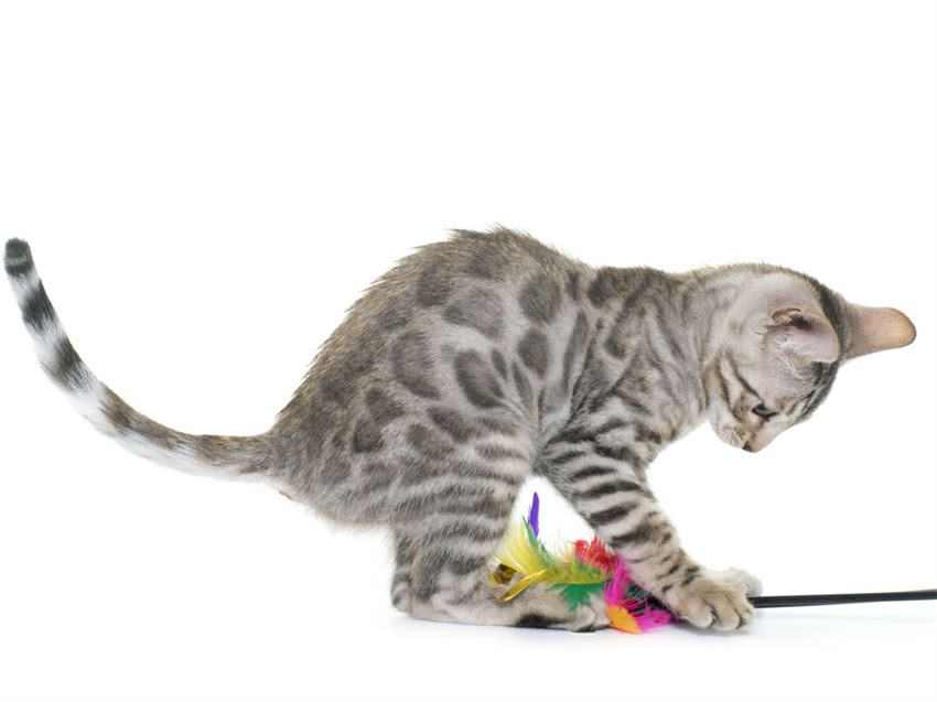 图片 猫咪误食草叶后呕吐怎么办？5步急救法+原因（附养护建议）1.jpg