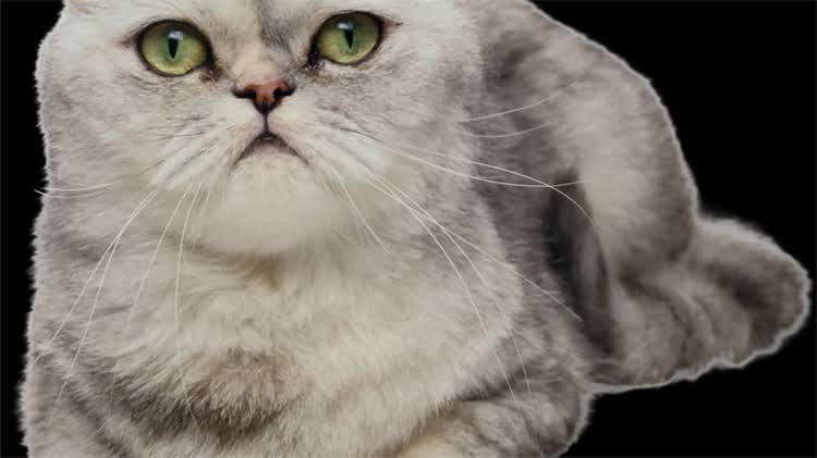 图片 猫咪误食驱虫药后的紧急处理与科学应对指南（附用药安全全）.jpg