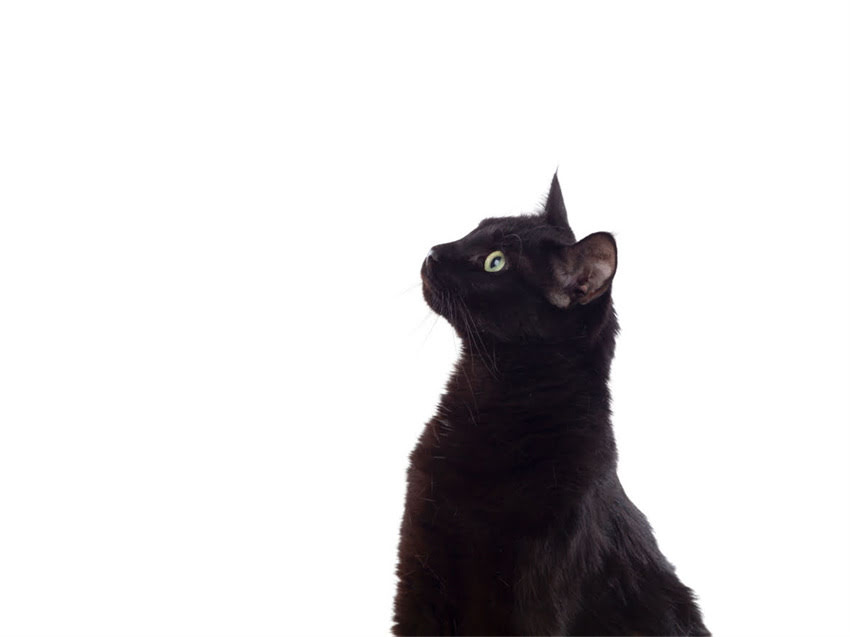 图片 猫咪误食驱虫药后的紧急处理与科学应对指南（附用药安全全）2.jpg