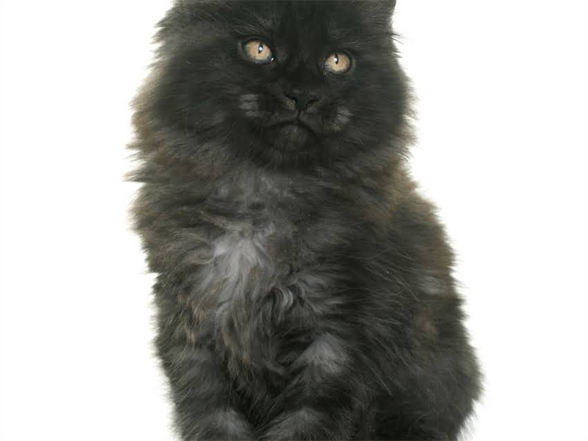 图片 猫咪跑丢后如何回家？5个科学应对策略+回家概率分析（附真实案例）1.jpg