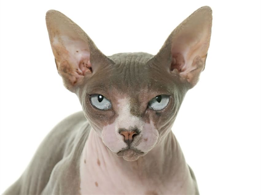 图片 猫咪都会吃猫粮吗？科学喂养指南猫咪饮食真相1.jpg