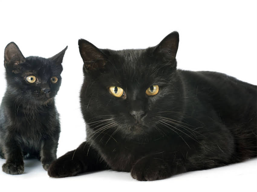 图片 猫咪长期吃猫粮能活多少年？科学喂养+避坑指南助你延长毛孩寿命.jpg