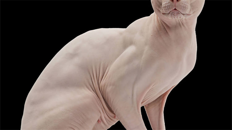 图片 猫咪零食推荐TOP10：科学喂养必看！营养均衡与安全性的终极指南.jpg