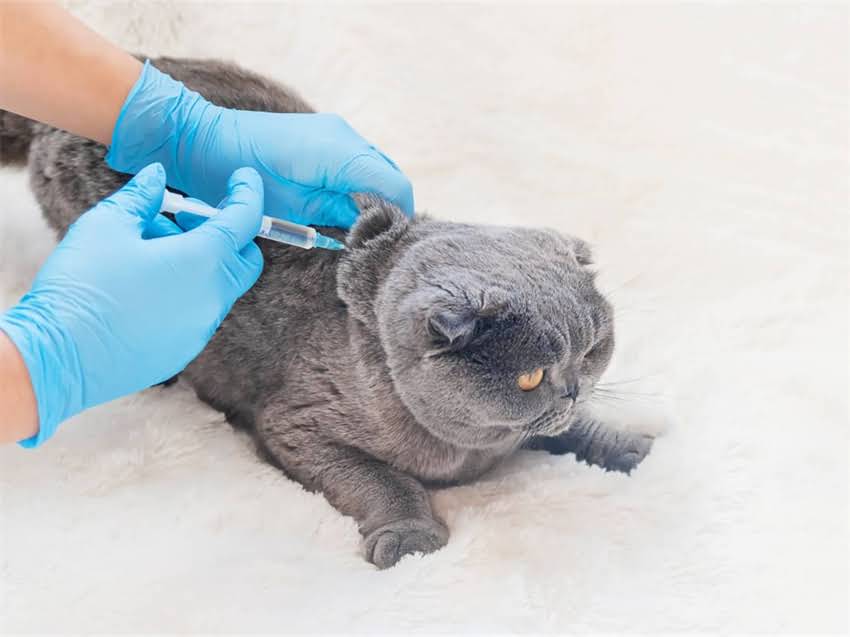 图片 猫咪零食推荐TOP10：科学喂养必看！营养均衡与安全性的终极指南1.jpg