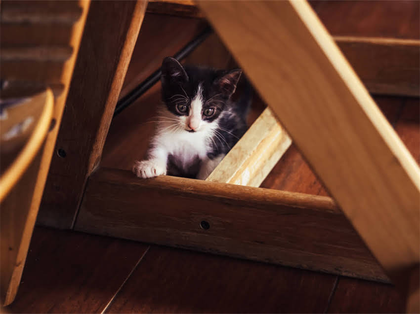 图片 猫咪零食推荐TOP10：科学喂养必看！营养均衡与安全性的终极指南2.jpg