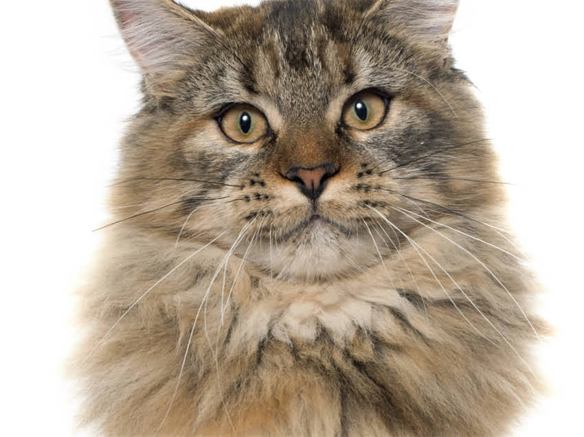 图片 猫咪需要哪些维生素？5种关键营养+科学补充指南（附选购攻略）1.jpg