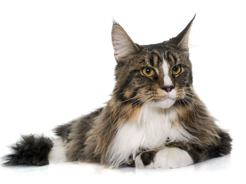 图片 猫咪领养指南：正规渠道如何挑选健康幼猫？附送领养流程与注意事项1.jpg