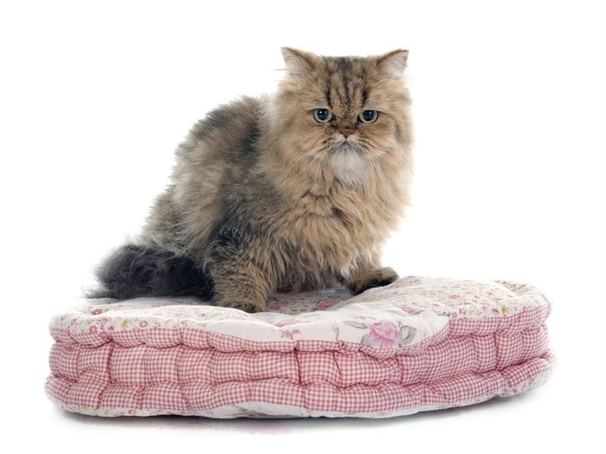 图片 猫咪饮食指南：猫粮之外还能吃什么？8大类安全食物及禁忌清单2.jpg