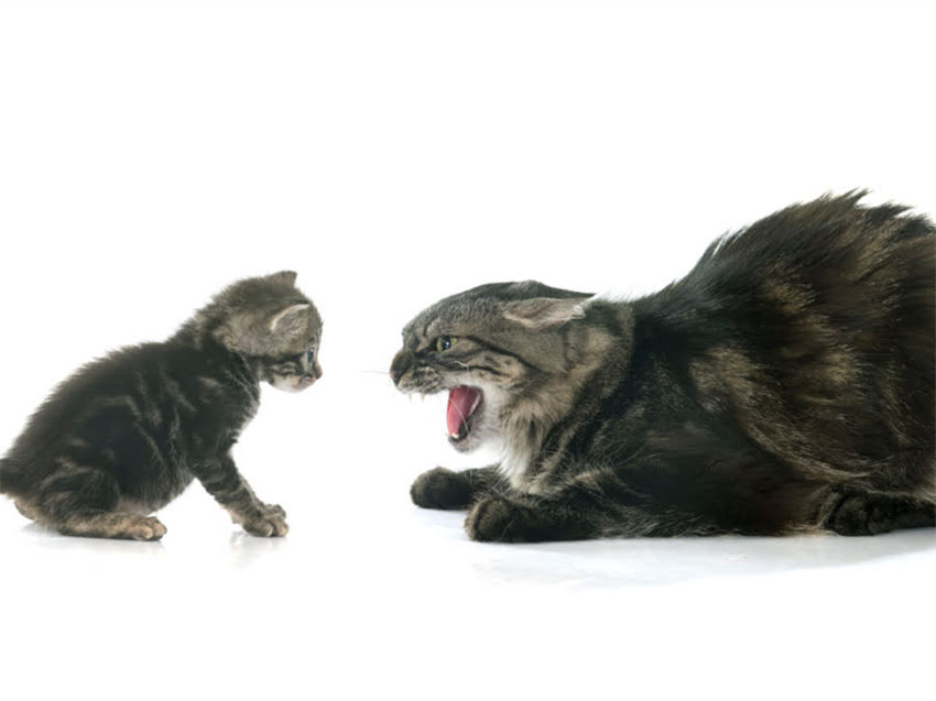 图片 猫咪首次接种疫苗的最佳时间？幼猫疫苗全流程指南（附时间表+注意事项）.jpg