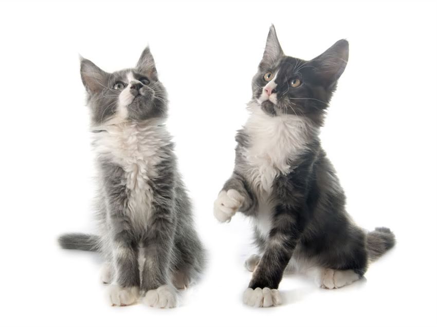 图片 猫咪首次接种疫苗的最佳时间？幼猫疫苗全流程指南（附时间表+注意事项）1.jpg
