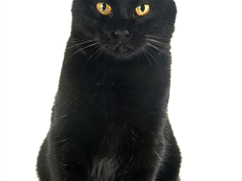 图片 猫咪首次接种疫苗的最佳时间？幼猫疫苗全流程指南（附时间表+注意事项）2.jpg
