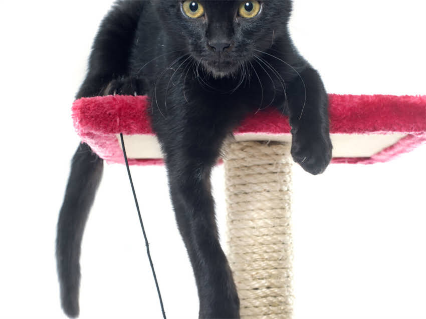 图片 猫咪驱虫洗澡疫苗顺序是什么？新手必看全流程+时间表+注意事项.jpg