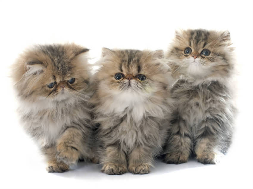 图片 猫咪驱虫洗澡疫苗顺序是什么？新手必看全流程+时间表+注意事项1.jpg